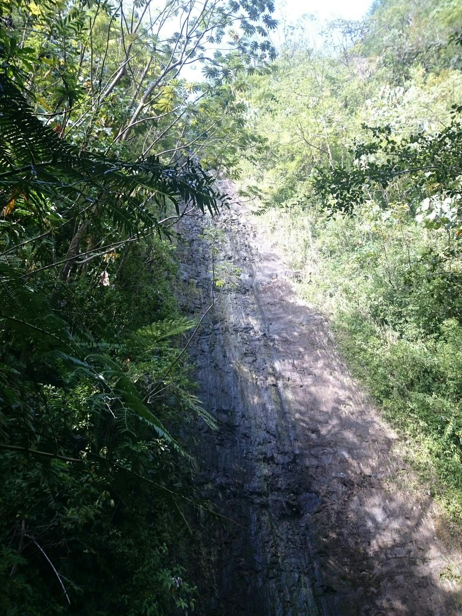 hike to manoa falls