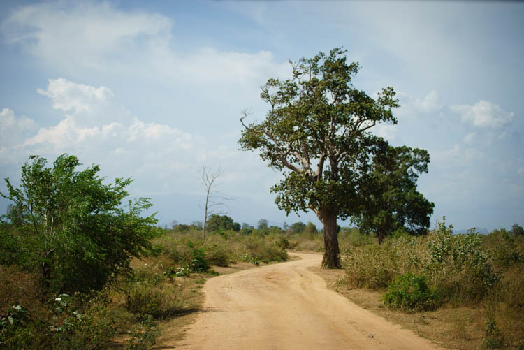Udawalawe national Park, Sri Lanka