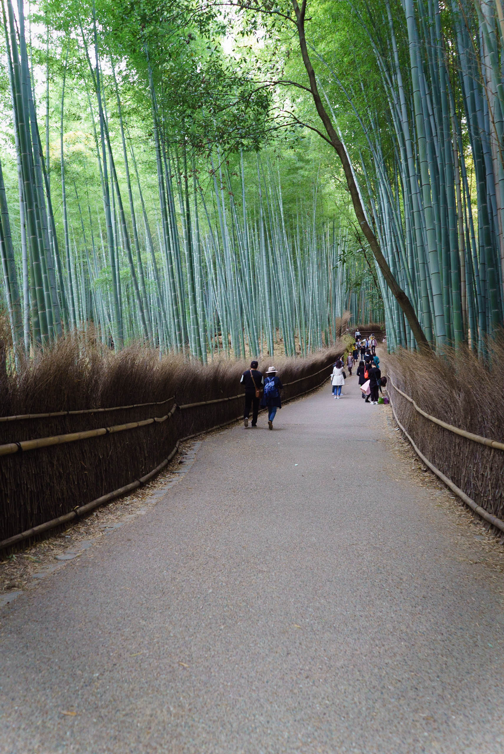 Forêt de bambou à Arashiyama